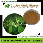 Cissus modecoides var Extract