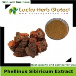 Phellinus Sibiricum Extract